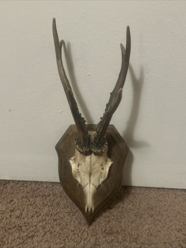 Vintage Deer Antlers -