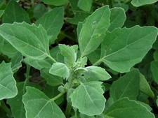 Fat Hen (Chenopodium Album) Lamb’s Quarters 100 Seeds Vegetable Organic