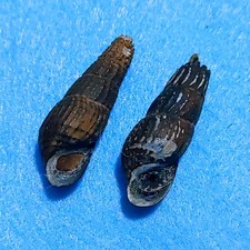 Semisulcospira decipiens f. yamaguchi 28-27 mm Corne Escargots Coquilles d'eau douce