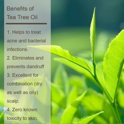 Luseta Tea Tree and Argan Oil Shampoo and Conditioner Set (2 x 16.9 oz.) - Image 4 of 4