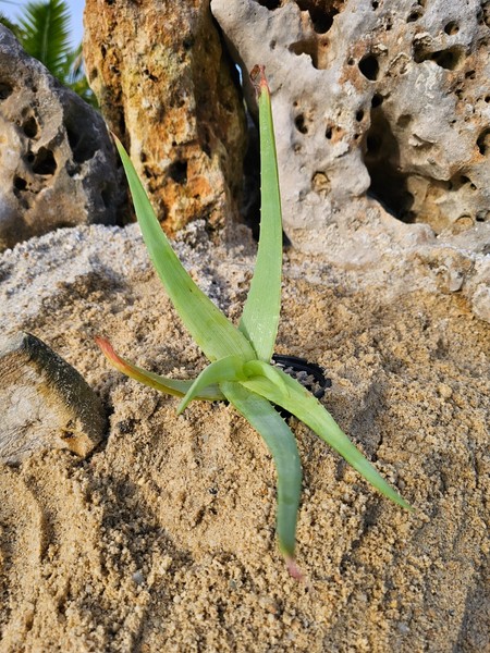 Aloe Mendesii