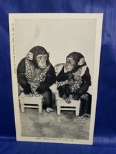 Animal postcard monkey chimpanzee babies St. Louis Zoo, Missouri MO