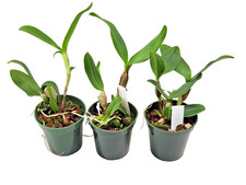 Cattleya Skinneri fma Alba 'Debbie' Orchid, 3.5 Inch Pot, FCC/AOS, Quick shippin