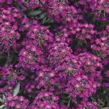 Lobularia maritima Violet Sweet Alyssum 12 mini plug plants Bedding Plants