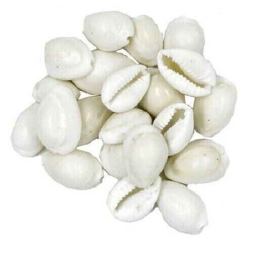 Lakshmi White/safed Kawri Kodi Cowrie Sea Shell Diwali Puja of 21 ...