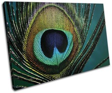 Peacock Feathers Animals SINGLE CANVAS WALL ART Picture Print VA