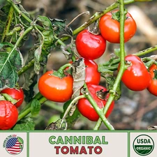 10 Cannibal Tomato Seeds, Solanum uporo, Organic, Non-GMO, Genuine USA
