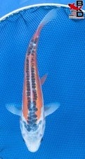 11" SHUSUI Live Koi Fish Garden Pond 10/13