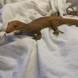 Vintage Monitor Lizard Realistic Replica PVC Figure AAA ~ 15"