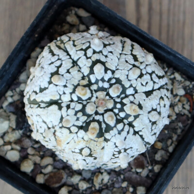 A4625 ASTROPHYTUM SUPERKABUTO SNOW pot9-H6-W7 cm MaMa Cactus