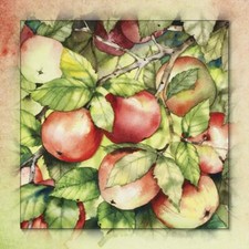 Ceramic Backsplash Tile Mural Fruit Vegetable Food Kitchen/Bathroom - Apples