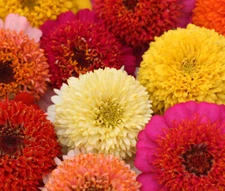 ZINNIA SCABIOSA MIX Zinnia Elegans - 500 Bulk Seeds