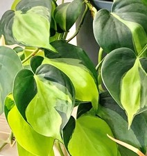 Philodendron Scandens Brasil - Verschiedene Wetsticks/ Baumfreund/ Zimmerpflanze