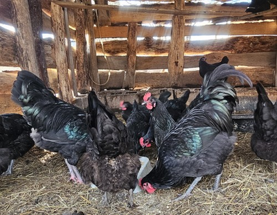 #ad #ad 12 Australorp Chicken Hatching Eggs $29.99