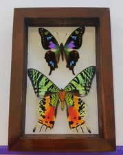 GRAPHIUM WEISKEI & URANIA RIPHEUS MOUNTED DOUBLE GLASS SPECIAL COLLECTION.