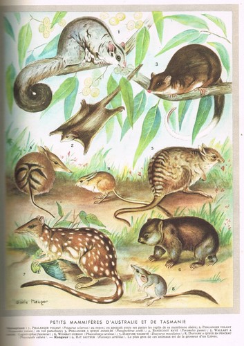 La VIE des ANIMAUX par Léon BERTIN 930 Gravures et 8 Planches Couleurs 1952 T.2 - Picture 7 of 12