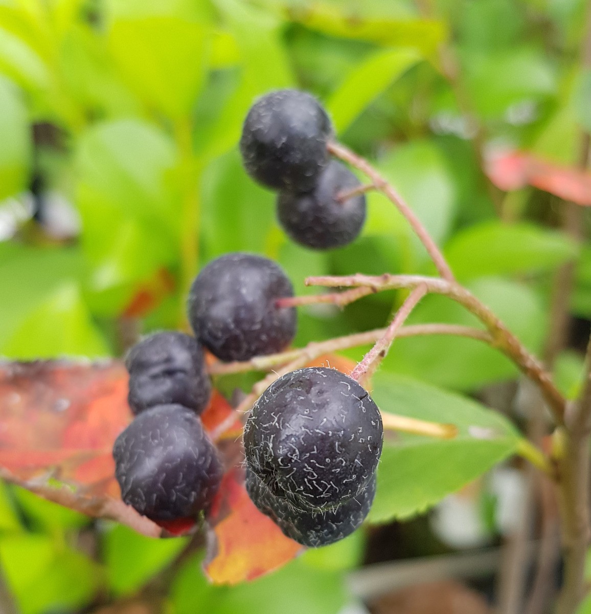 Aronia arbutifolia 'Brilliant' végétaliser un sol de terre de bruyère facilement