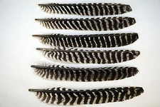 50 - Grade #1 Wild Turkey Primary Feathers For Arrow Fletching Right Wing