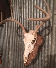 European Deer Skull Mount Wall / Table Pedestal Plaque Oak (Dark Walnut)