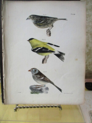 Vintage Print,NY Nat'l.Hist.,Birds,1844,SPARROWS:Yellow,Field,GOLDFINCH, JW.Hill