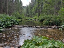 California Gold Mining Claim, Tuolumne County, 20 Ac, S Fork Tuolumne River