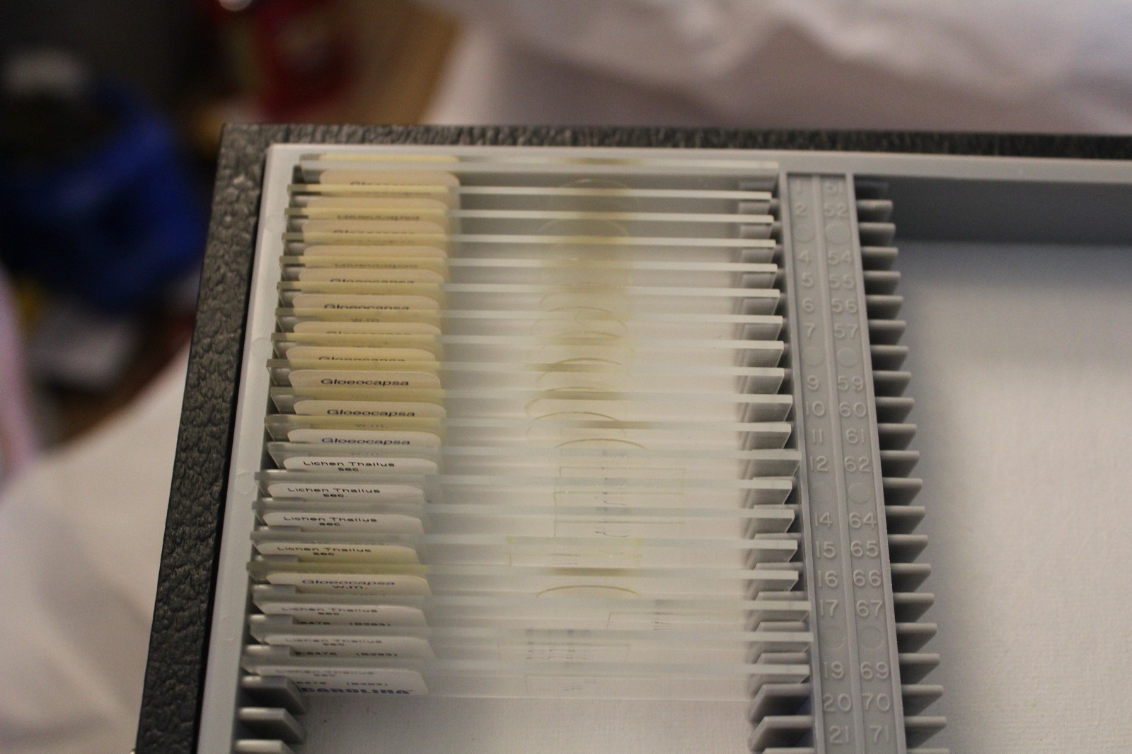 42 Carolina Biological slides Moss Oscillatoria Gloeocapsa Lichen BlueGreen Alga