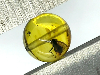 AMBER With Insect Round Bead DRILLED For Prayer Bracelet Necklace Baltic 14517