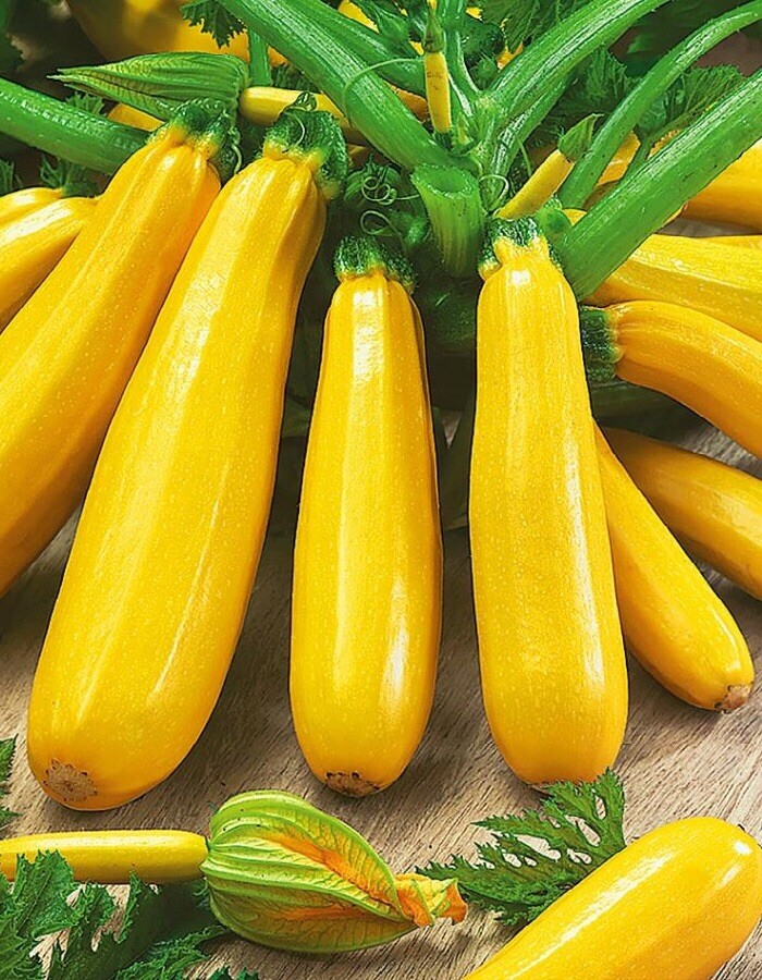 125 x Seeds COURGETTE - PROFESSIONAL Zucchini Yellow. NO GMO. 500