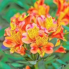40 Peruvian Lily Seeds Heirloom Beautiful Rare Flower Plant