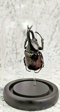 I44b LG Taxidermy Entomology Fighting Beetle Curiosity collectible Glass dome