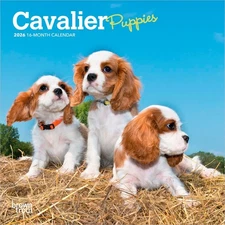 Cavalier King Charles Spaniel Puppies | 2026 7x14" (Hanging) Mini Wall Calendar
