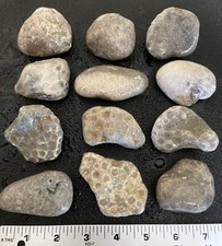 12pc BULK Michigan Petoskey Stones (Hexagonaria) - Natural Fossils 2.4LBS