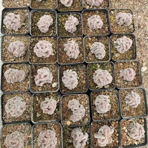 Planta de cactus suculenta de 4-5 cm Mammillaria Compressa Yokan Cristata abigarrada - Imagen 16 de 16