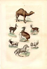 1861 MARTIN HC WOOD ENGRAV. dromedary, llama, zebra, angora goat, gazelle, sheep