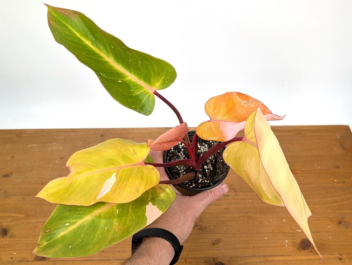 Philodendron Persimmon Princess | eBay