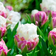 Easy to Grow Tulip Ice Cream 3 Plant Bulbs, Spring Double Group Zones 3-8