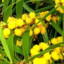 20 FORMOSAN KOA TREE SEEDS (Acacia confusa) Fast Growing Flowering Exotic Plant