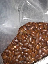 Chinese Honey Locust Tree Seeds (Gleditsia Sinensis) (Soap Bean)