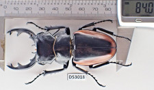 D53018. Insects, Lucanidae: Odontolabis Cuvera sp. Vietnam Central
