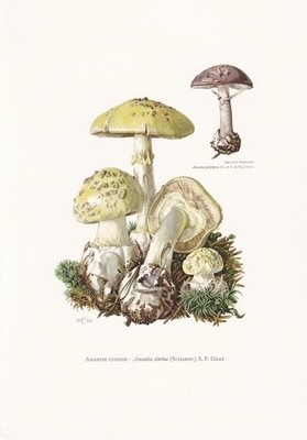 1960er FALSCHER TODESMÜTZE PILZ Druck - Wandbild Cottagecore - 7,5 x 10,6 cm