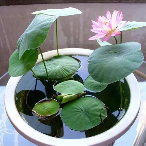 Lotus Mix Blumen samen handverlesen Wasser Pflanzen Garten 10X Samen Seed - Bild 5 von 11