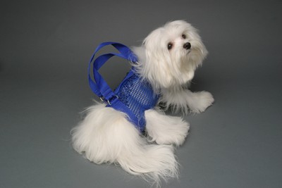 pet carrier harness