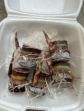 5pcs Dark Purple Sugarcane Cutting Sweet And Juicy Ready To Plant