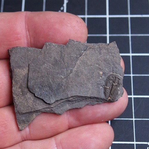 17gr Trilobite Checo Aulacopleura konincki (Barrande, 1846) Fósiles Silúricos 466 - Imagen 3 de 8