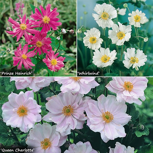 Hardy Japanese Anemone Collection, 3 x Established Plants in 9cm Pots