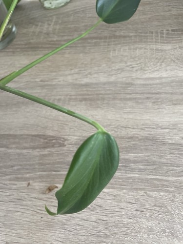 Monstera Burle Marx Flame | Collector | Rare | Cutting Roots | House Plant - Picture 10 of 11