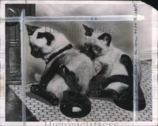 1949 Press Photo Siamese cats sitting on shoes in New York - pio30097