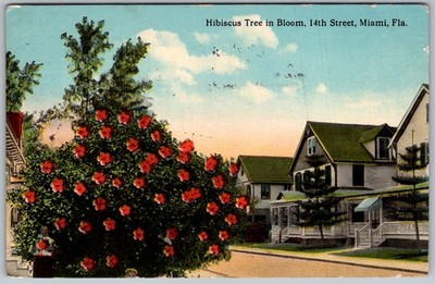 Antique RPPC Postcard Large Blooming Hibiscus Tree And Miami FL 1916
