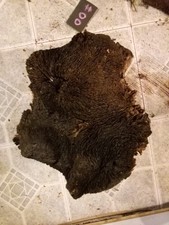  00 GENUINE MANZANITA BURL WOOD