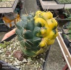 Foto 5 di 6
